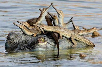 Chambal Safari Tour (02 Nights)