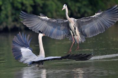 Bharatpur The Bird Paradise (02 Nights)