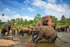 Explore the Beauty of Sri Lanka - Immerse Yourself in Nature!